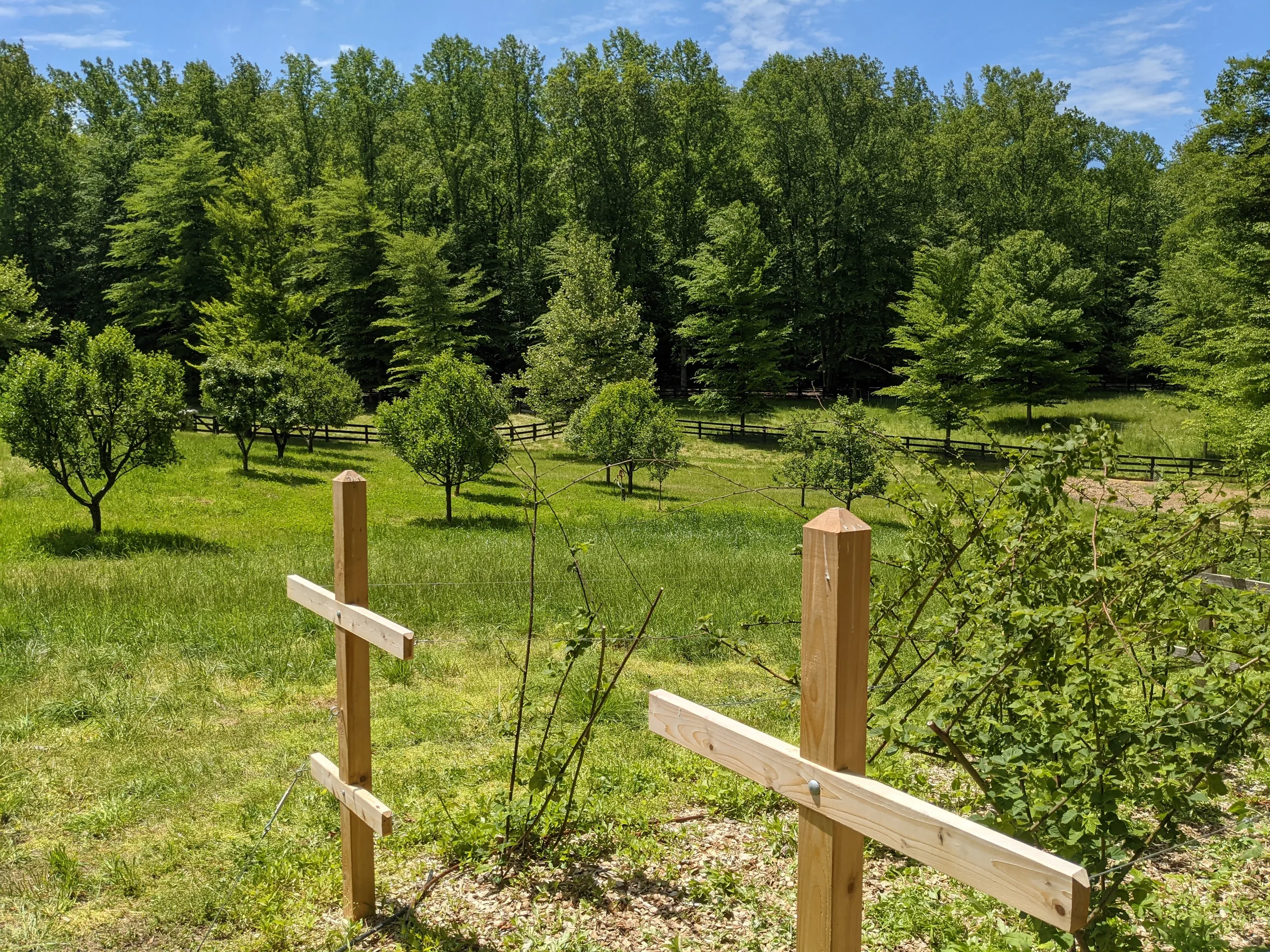 Young orchard with training posts