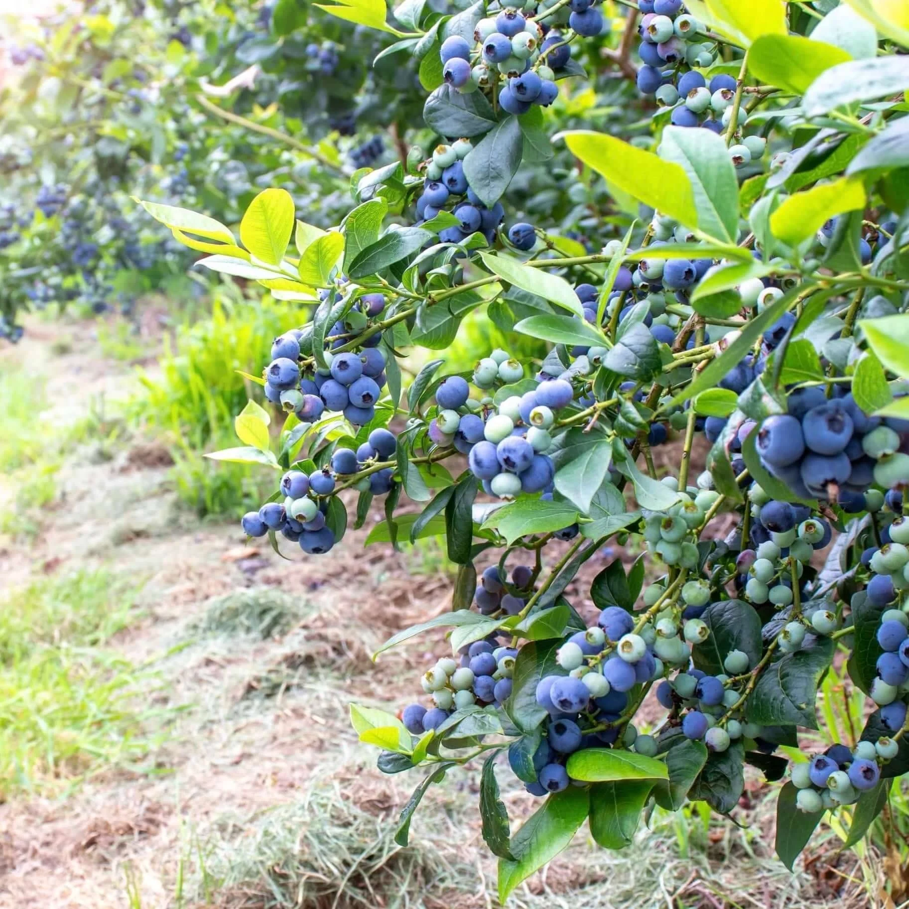 Blueberry Bush