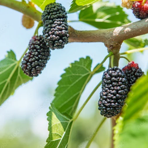 Mulberry Tree
