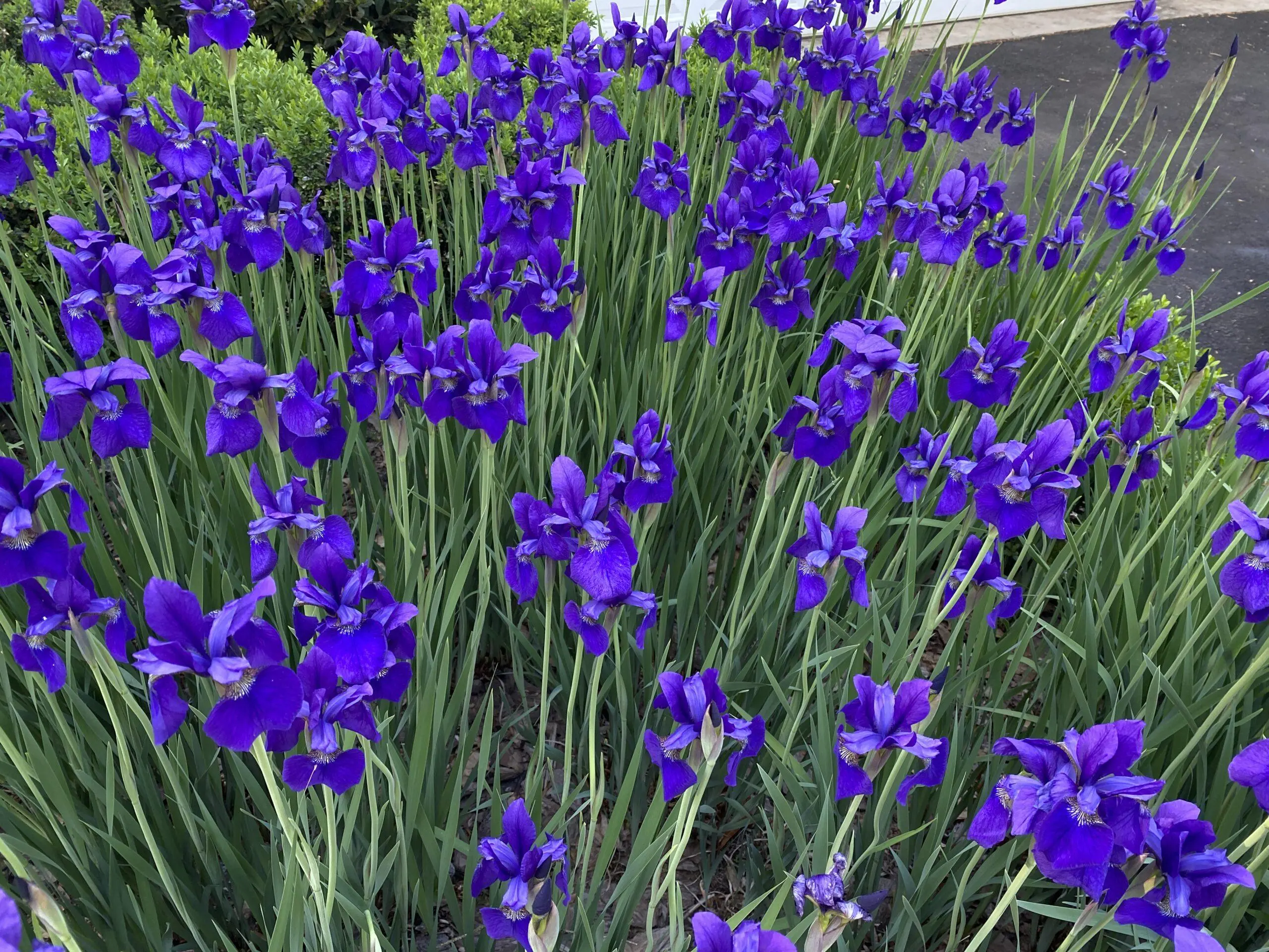 Siberian Iris